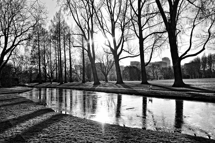 park, landscape, pond, ice, frozen, frost, cold, banks, trees HD wallpaper