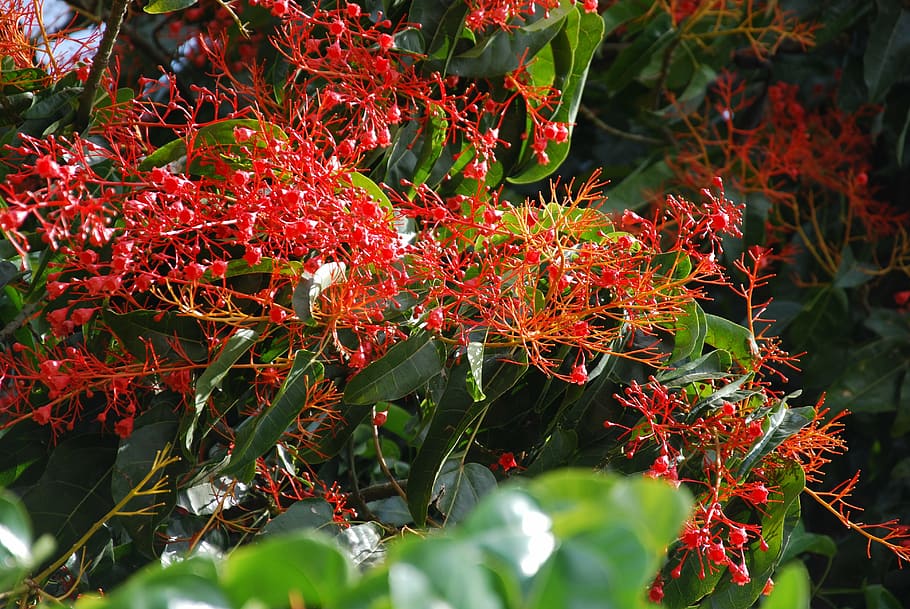 flame tree, australian, flowers, red, crimson, scarlet, subtropical HD wallpaper