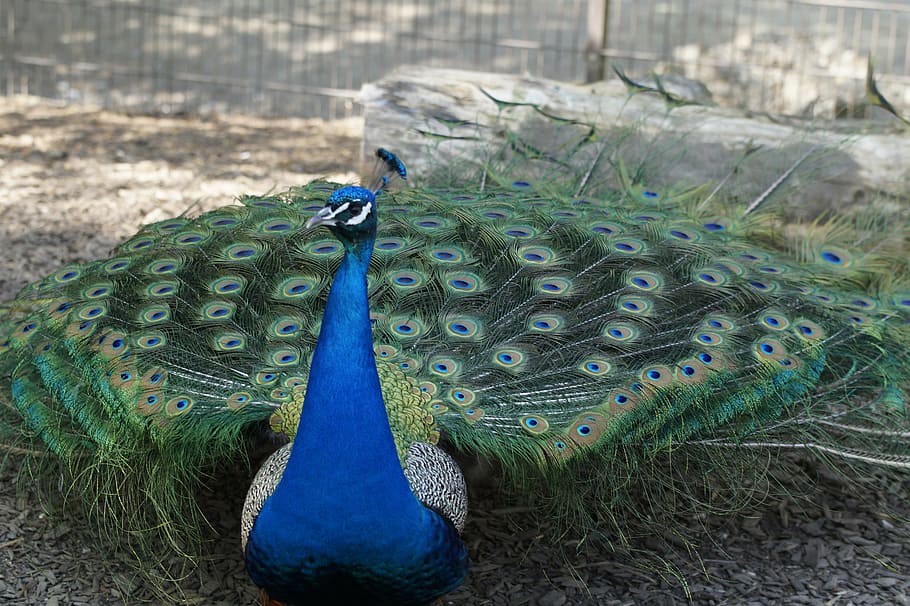 peacock, males, bird, wheel, beat rad, plumage, feather, colorful, HD wallpaper