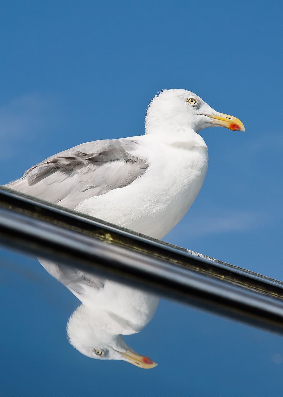seagull, mirror, vain, bird, north sea, water, nature, mood HD wallpaper