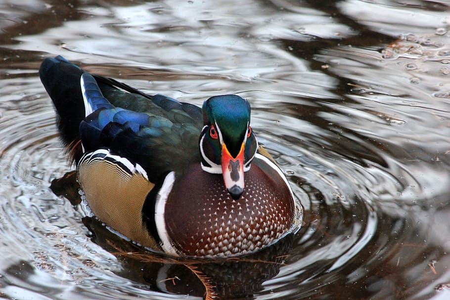 close-up photography of duck floating on body of water, bird