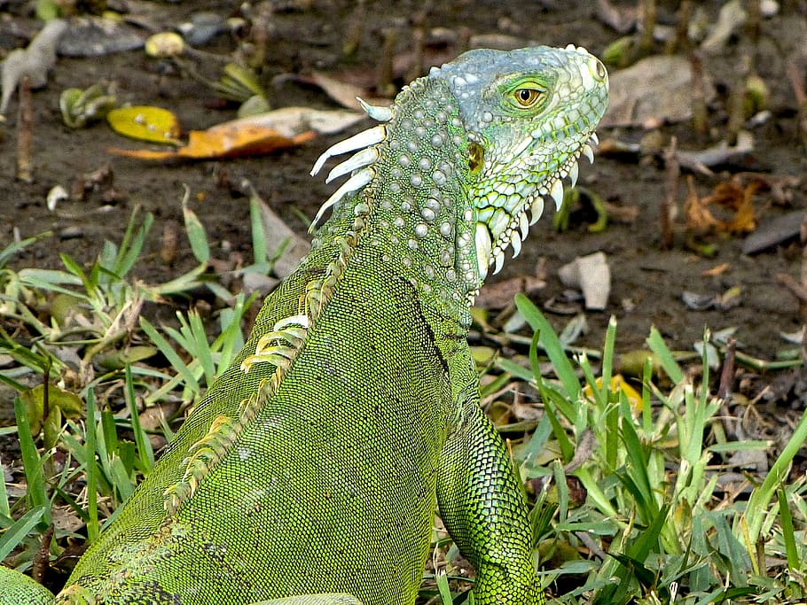 iguana, usa, florida, animal, animal themes, green color, animal wildlife HD wallpaper