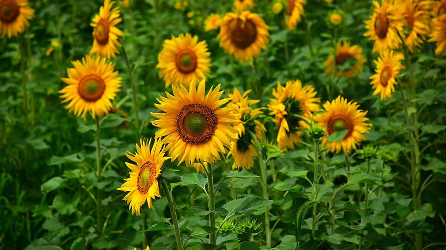 sunflower, summer, healthy, flowering plant, freshness, yellow HD wallpaper