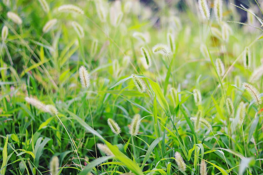 focus photography of green grass, nature, green Color, plant HD wallpaper