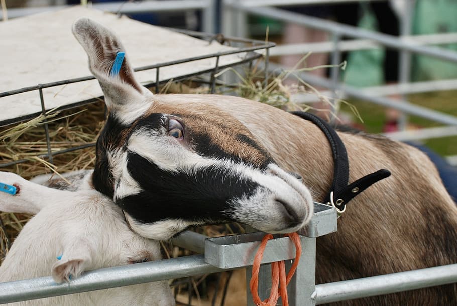 goat, head, cute, mammal, animal, domestic, animal themes, domestic animals HD wallpaper