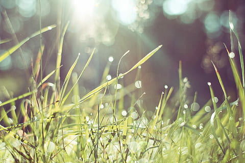 Morning Grass in Forest, dew, drops, green, nature, summer, meadow HD wallpaper