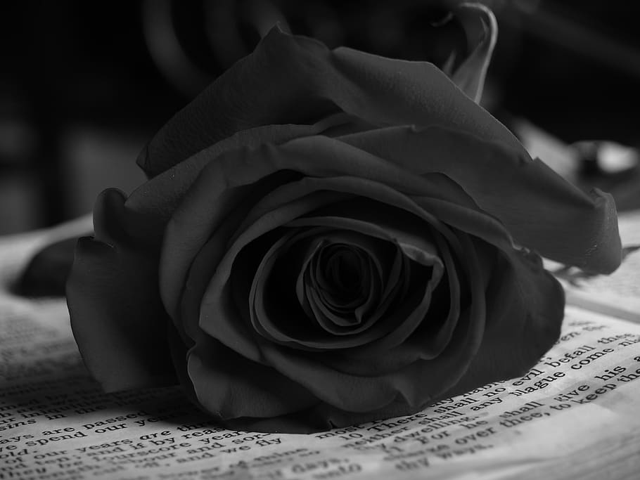 rose, petals, vintage, flower, flowering plant, rose - flower HD wallpaper