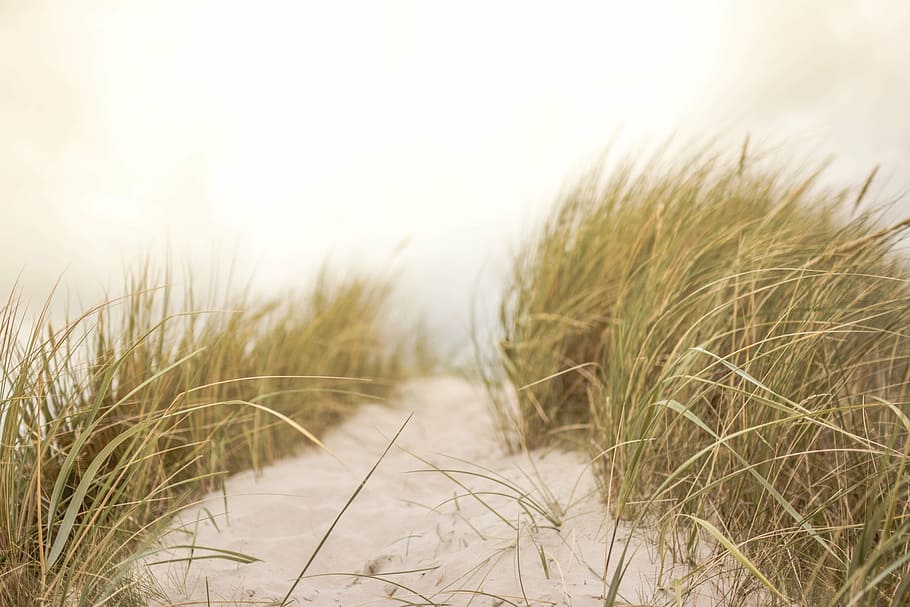 green grass, sand, beach, nature, summer, coastal, seaside HD wallpaper