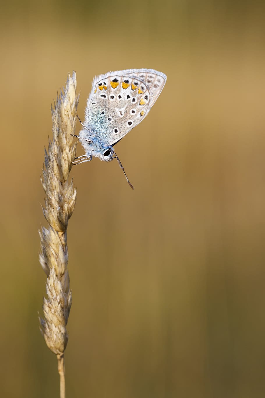 butterfly, insect, macro, close, animal, nature, color, colorful HD wallpaper