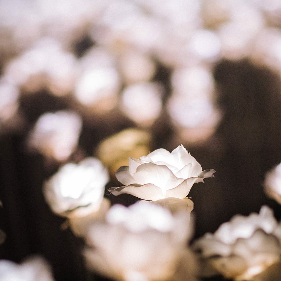 close-up photograqphy of white flower, white rose flower selective focus photography, HD wallpaper