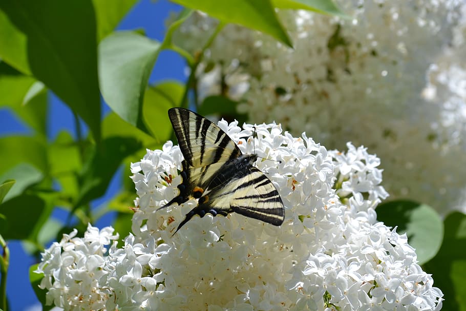 Butterfly, Lilac, Spring, nature, insect, butterfly - Insect HD wallpaper