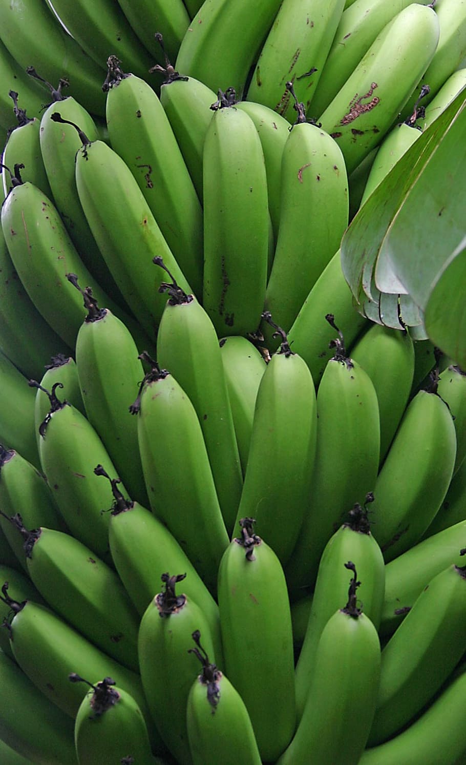 Можно есть зеленые бананы. Банан. Зеленые бананы. Фрукты банан. Сорт зеленых бананов.