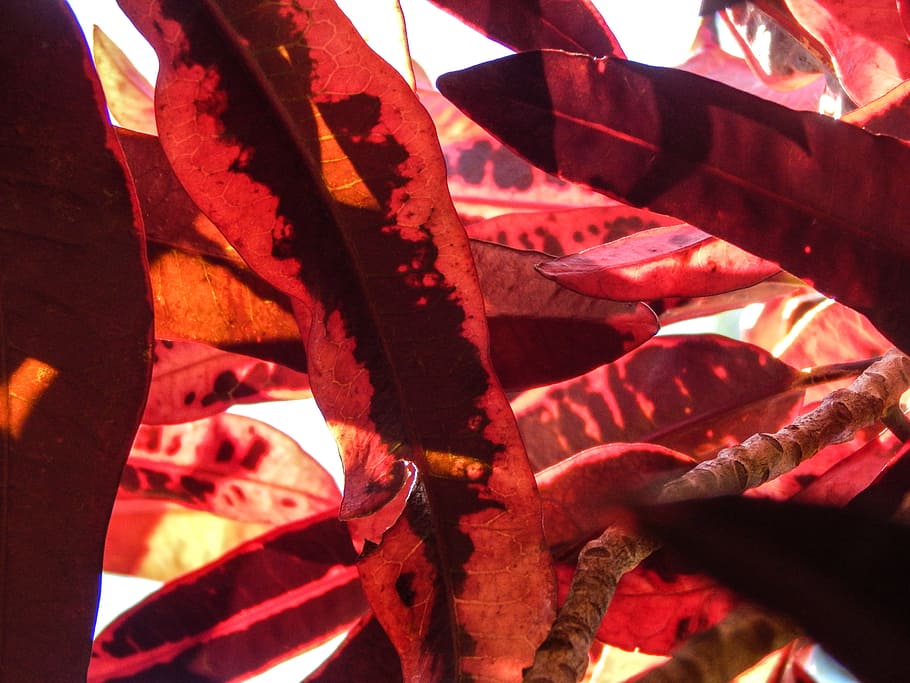 leaves, red, foliage, close-up, no people, indoors, sunlight HD wallpaper