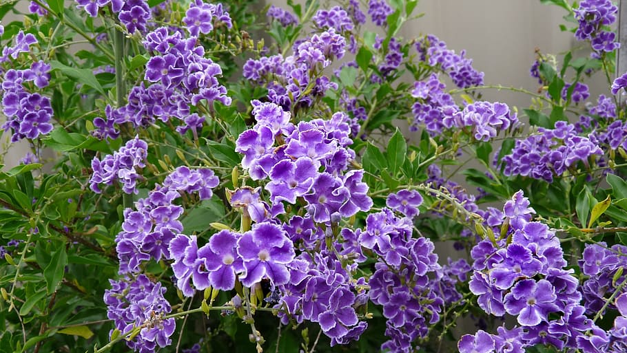 Shrub, flowering, blue, purple, lavender, nature, plant, beauty in nature HD wallpaper