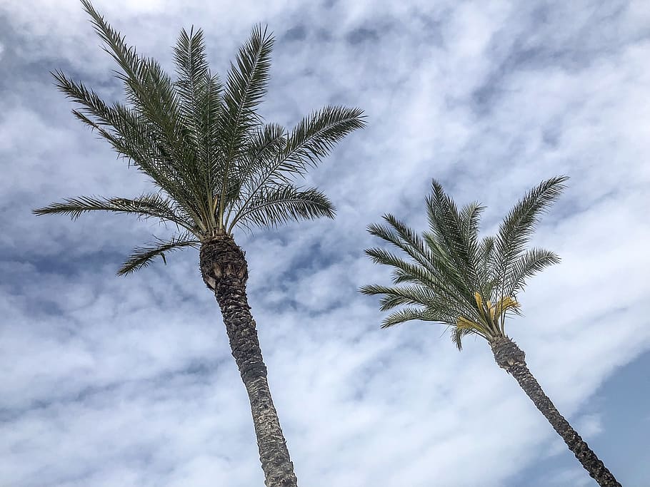 palm, sky, clouds, beach, cloudiness, hell, plant, growth, tree HD wallpaper