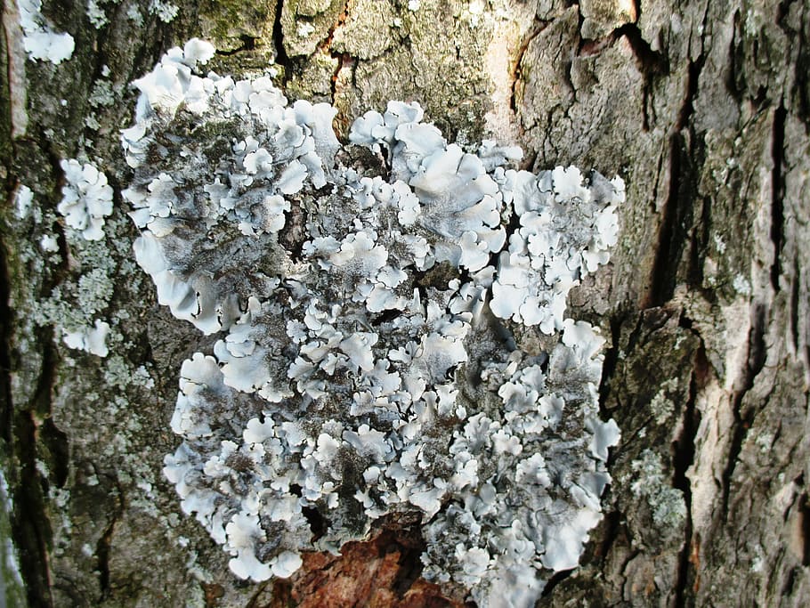 lichen, tree, tribe, bark, wood, plant, trunk, tree trunk, close-up HD wallpaper