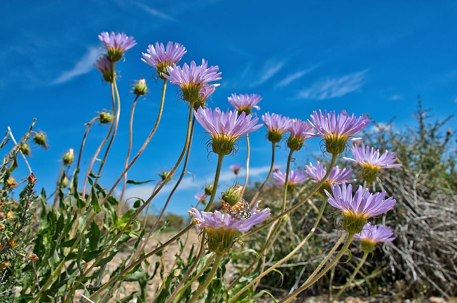 purple flowers, sky, spring, blue, outdoor, flowering plant HD wallpaper