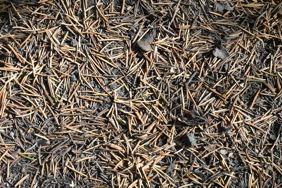 needle, pine, spruce, foliage, leaves, fallen, background, texture HD wallpaper