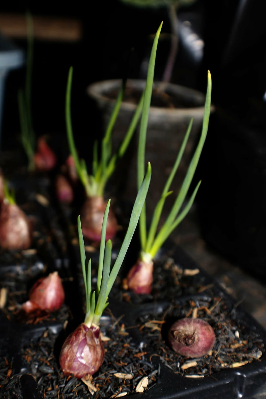 red shallots, onion, growing, plant, freshness, growth, no people, HD wallpaper