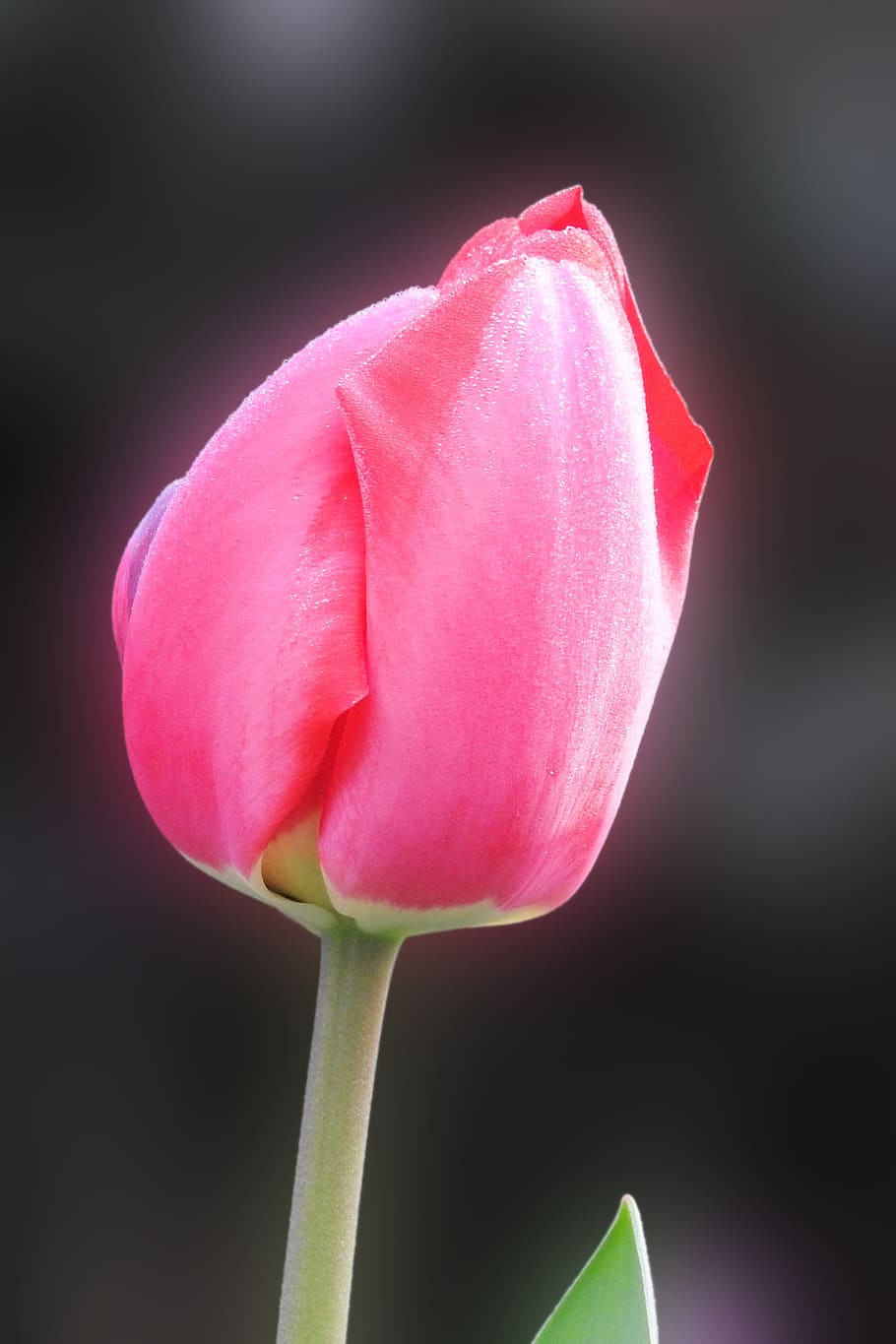 nature, flower, tulip, spring, flowering plant, freshness, fragility HD wallpaper