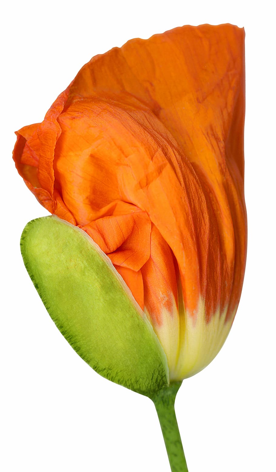 opening, button, poppy, flower, nature, isolated, petal, plant HD wallpaper