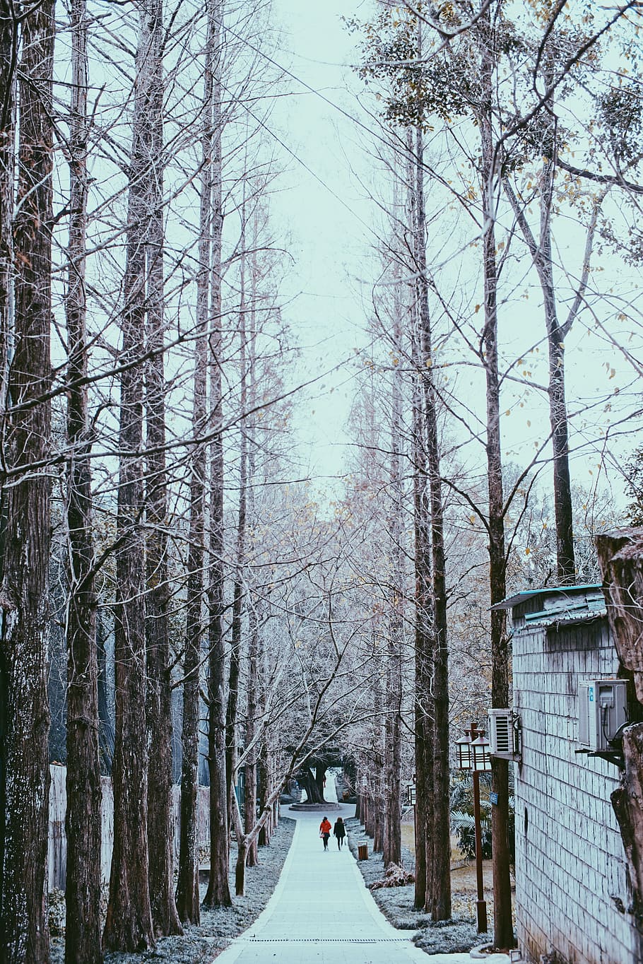 snow, road, tree, winter, the way forward, plant, direction HD wallpaper