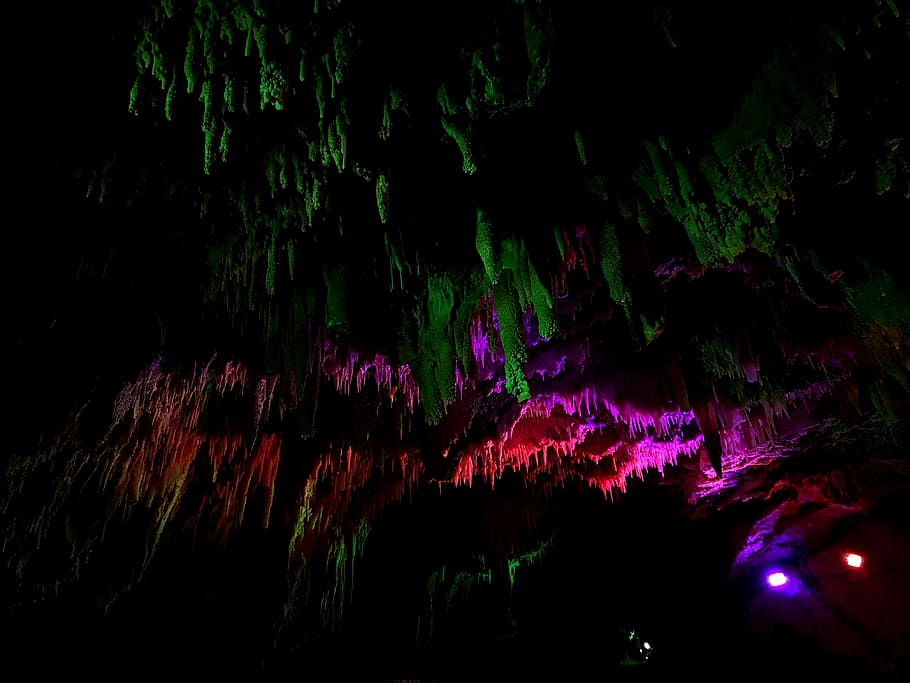 Colourful, low angle view photography of LED lighted trees, lights HD wallpaper