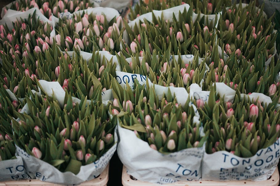 pink tulips sacks, flower, plants, leaf, bunch, farm, garden HD wallpaper
