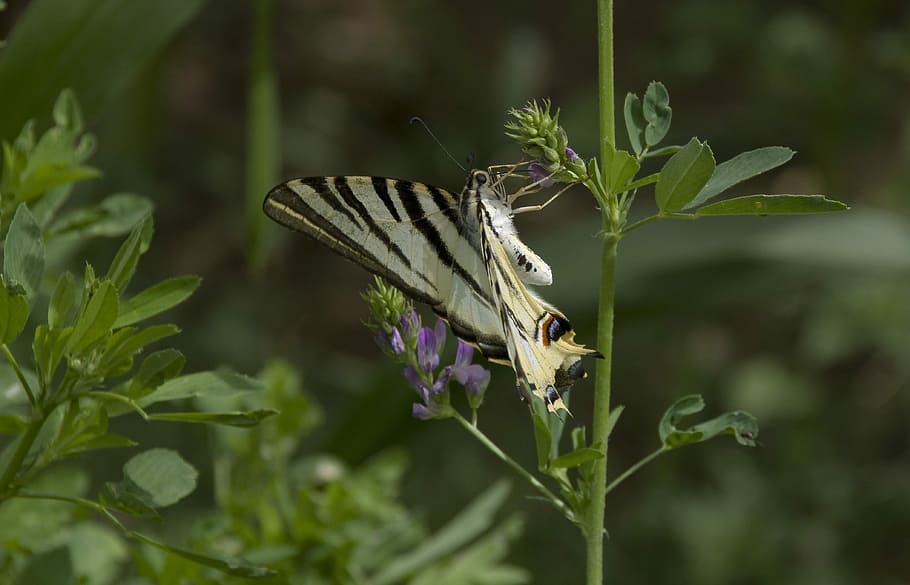 HD wallpaper: Butterfly, Scarce Swallowtail, Morocco, swallowtail