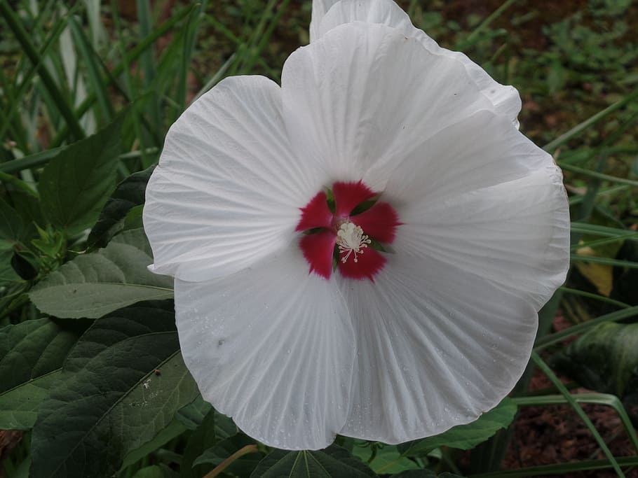 flower, nature, bloom, summer, blooming, white, color, green HD wallpaper