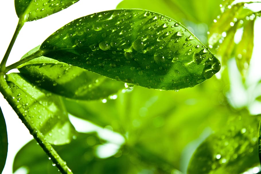 green, light and shadow, color, drop, water, green color, wet HD wallpaper