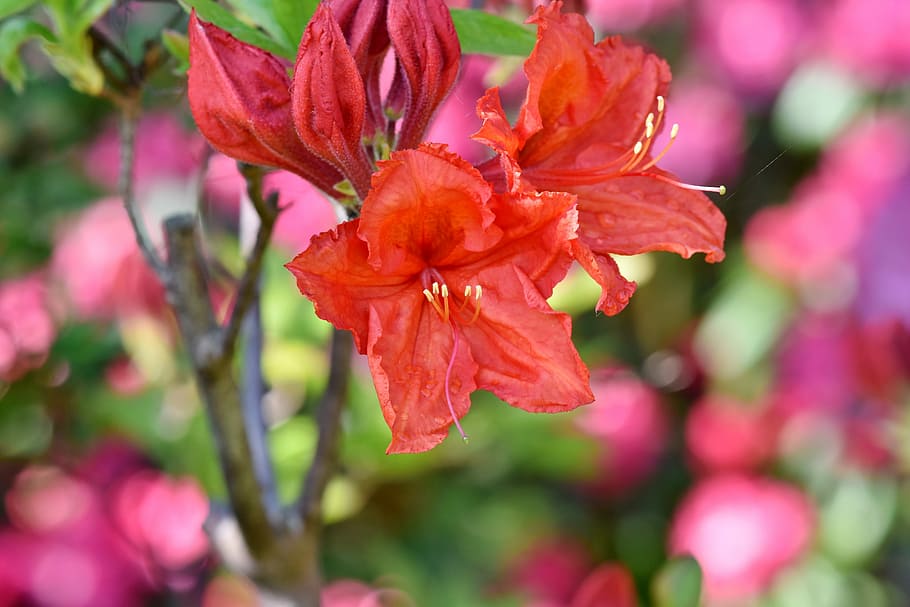 Red rhododendron 1080P, 2K, 4K, 5K HD wallpapers free download