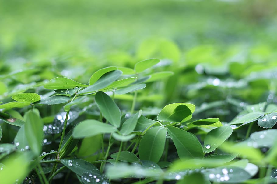 Green Shamrock, dew, drops, fresh, leaves, plant, water drops HD wallpaper