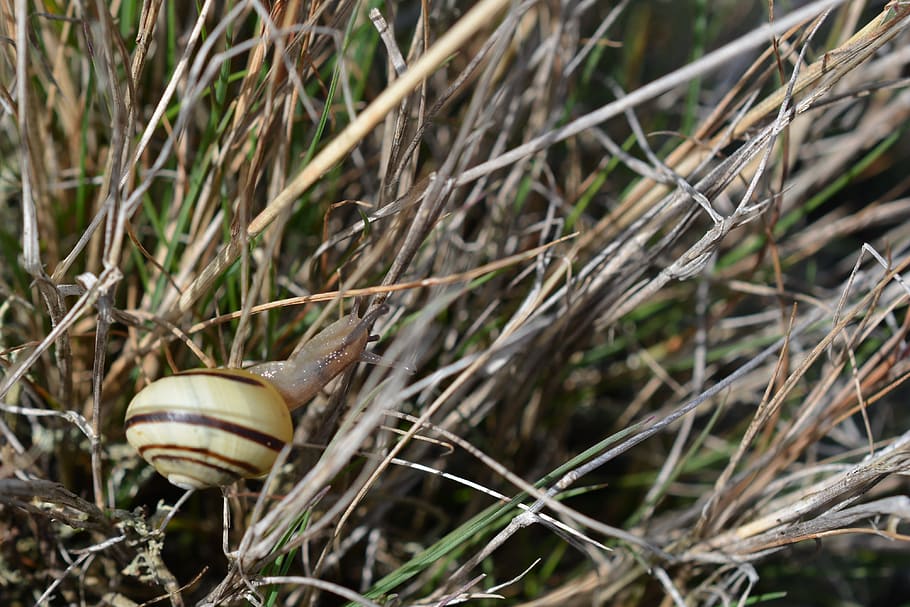 seashell, slug, climbing, bugs, grass, summer, autumn, nature HD wallpaper