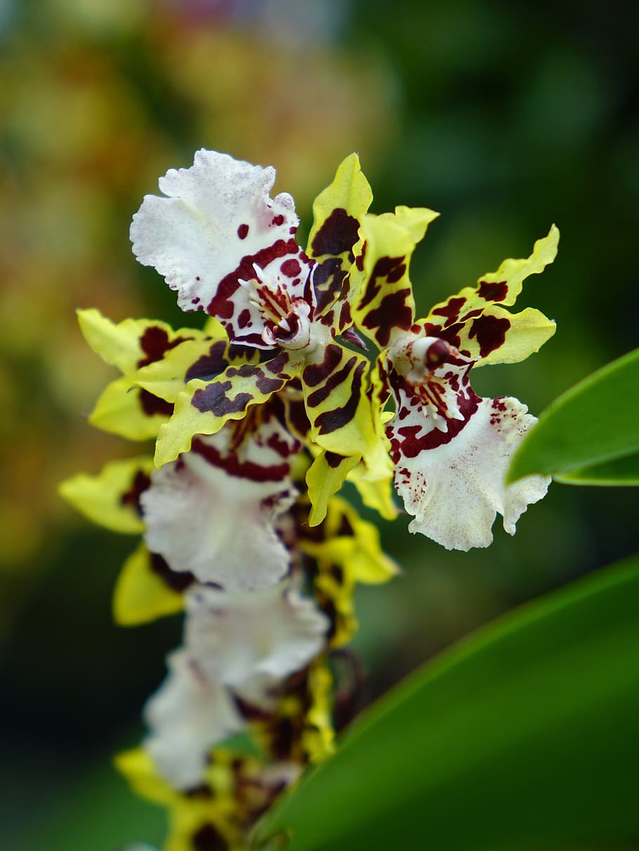 orchids, flower, floral, bloom, branch, closeup, green, tropical HD wallpaper