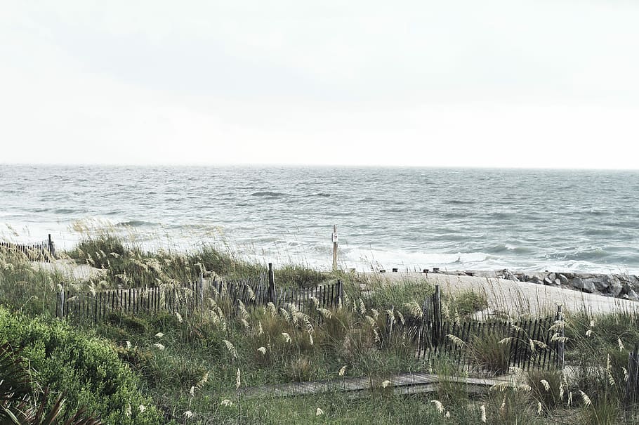 green grass field near body of water, beach, gray, plants, sea HD wallpaper