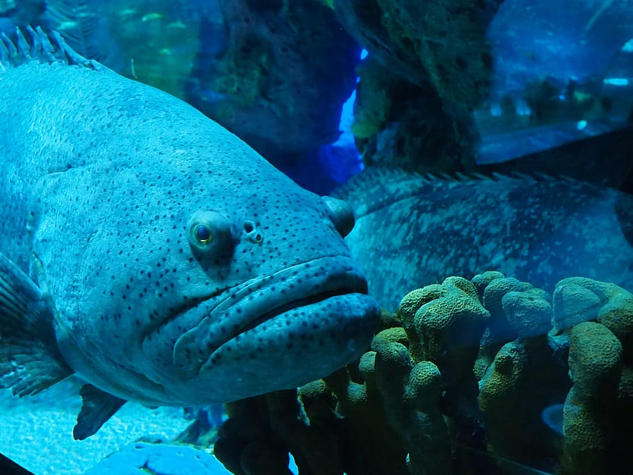 aquarium, grumpy, fish, underwater, sea life, undersea, no people HD wallpaper