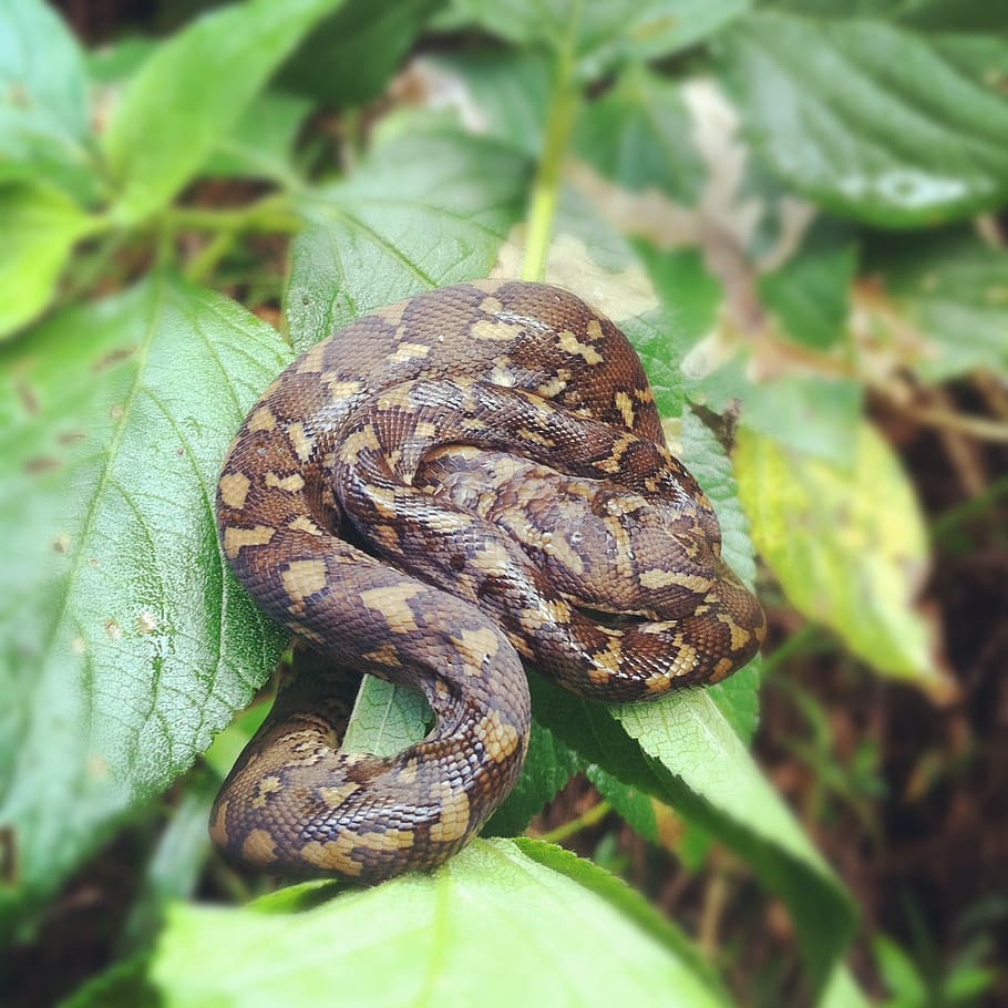 python, baby snake, nature, animal, reptile, wildlife, young