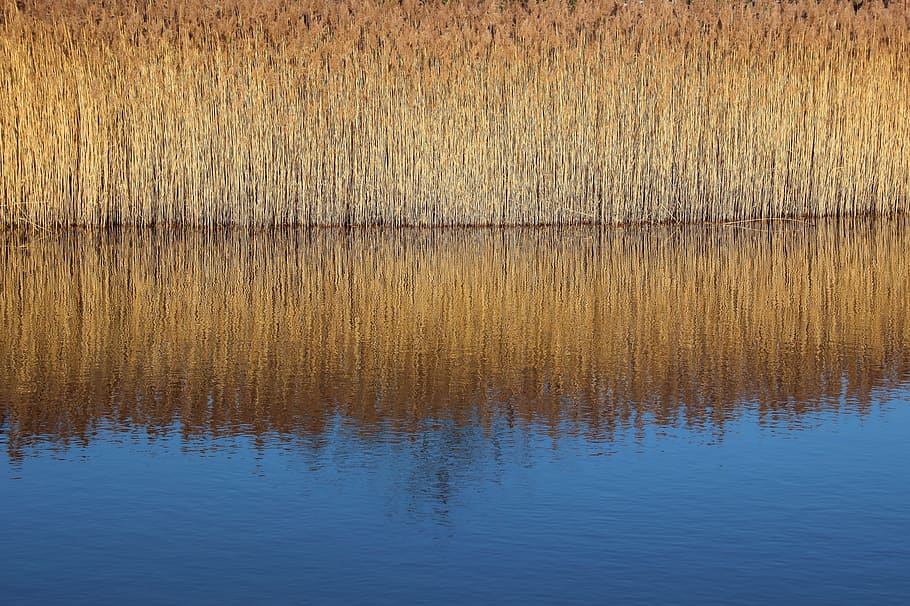 reed, light, grass, nature, landscape, golden, beautiful, lake HD wallpaper