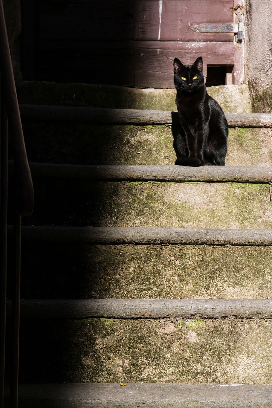 short-furred black cat sitting on gray concrete stairs during daytim HD wallpaper
