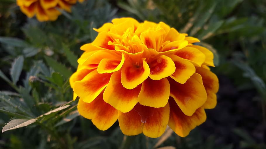 Flower, Marigold, Yellow, Gradient, bird's flowers, xie, petal HD wallpaper