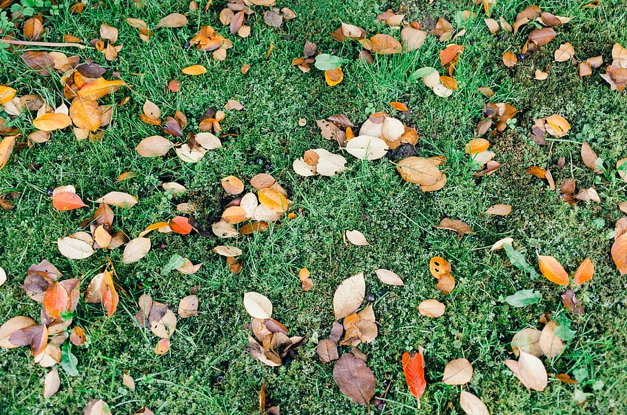 Fallen leaves on grass, nature, leaf, autumn, outdoors, season HD wallpaper