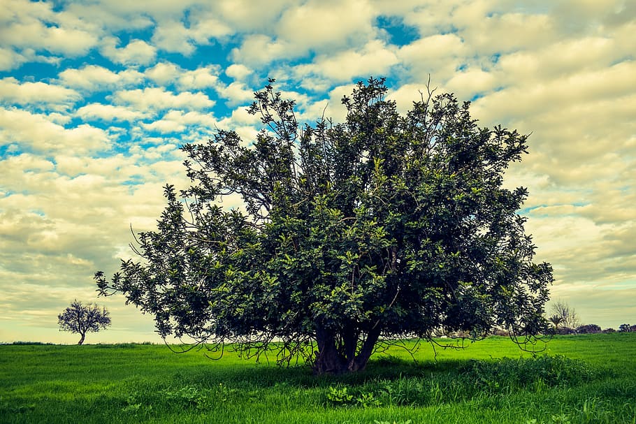 Tree, Meadow, Landscape, Nature, Sky, clouds, green, grass HD wallpaper