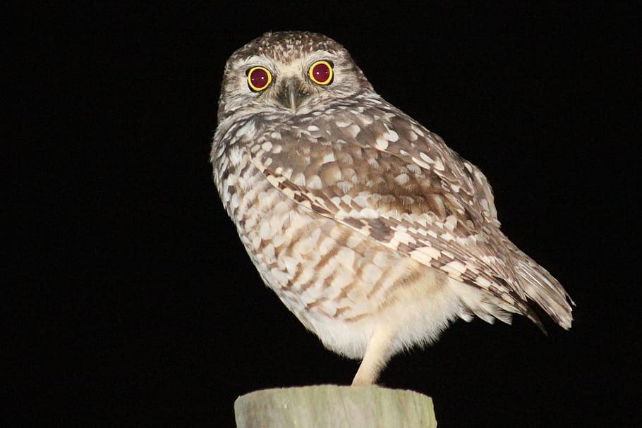 owl, bird, perched, fence post, looking, night, profile, portrait HD wallpaper