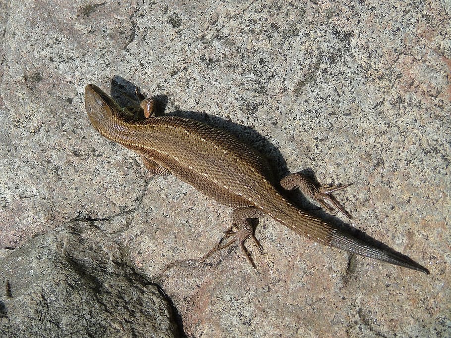 animal, nature, lizard, animal themes, one animal, animal wildlife HD wallpaper