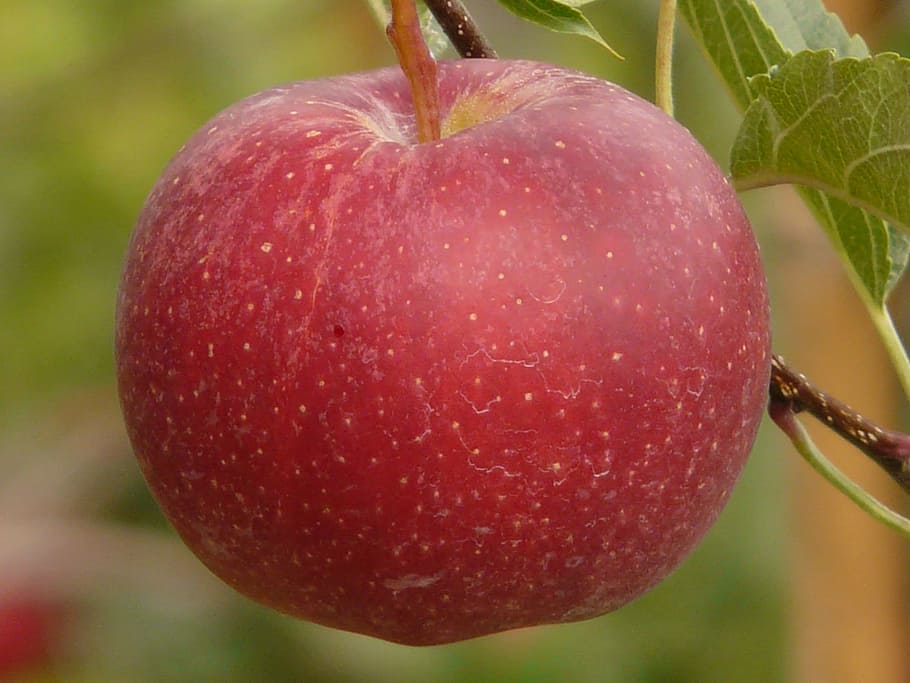 Apple, Fruit, Eat, Nature, Healthy, red, plantation, food and drink HD wallpaper