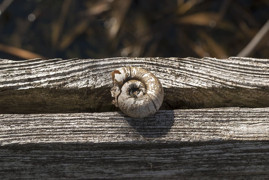 snail, tree, texture, lines, scallop, shell, brown, wood - material HD wallpaper