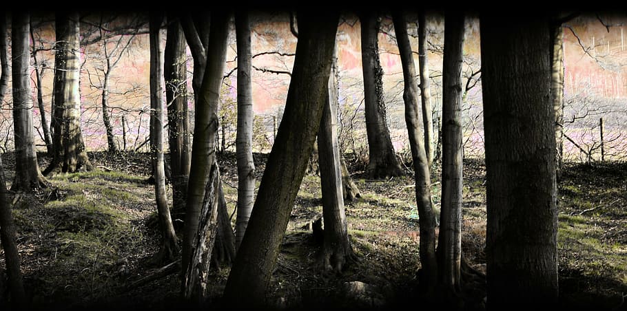 forest, mystical, nature, trees, mood, magic forest, forest path HD wallpaper