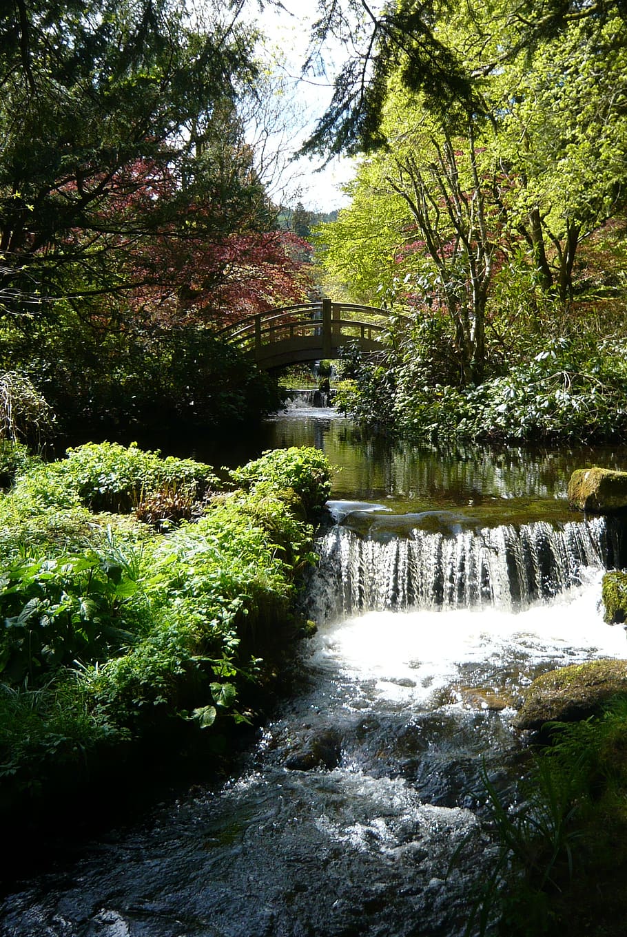trees, river, stream, waterfall, landscape, wilderness, scenery HD wallpaper