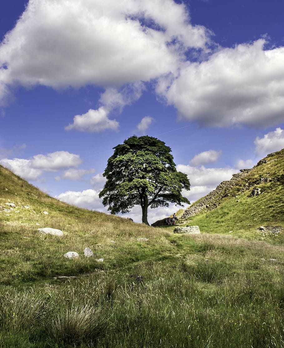 sycamore gap, robin hood, northumberland, landscape, lonely tree, HD wallpaper